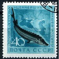 Bild von СССР 1959 г. Сол# 2331 • Ценные виды рыб • 40 коп. • осетр • Used(ФГ) XF