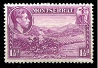 Bild von Монтсеррат 1938-48 гг. Gb# 103 • 1 ½ d. • Георг VI основной выпуск • первый выпуск (перф. - 13) • сбор хлопка • Mint NG XF ( кат.- £25 )
